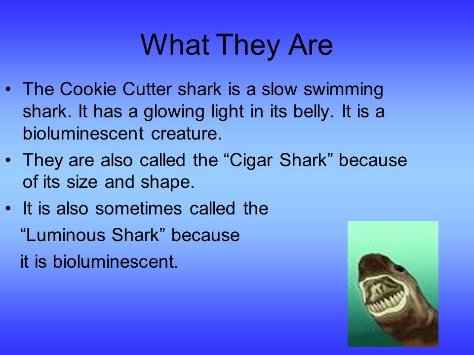 Cookie Cutter Shark By Matt Heiken. What They Are The Cookie Cutter shark  is a slow swimming shark. It has a glowing light in its belly. It is a  bioluminescent. - ppt