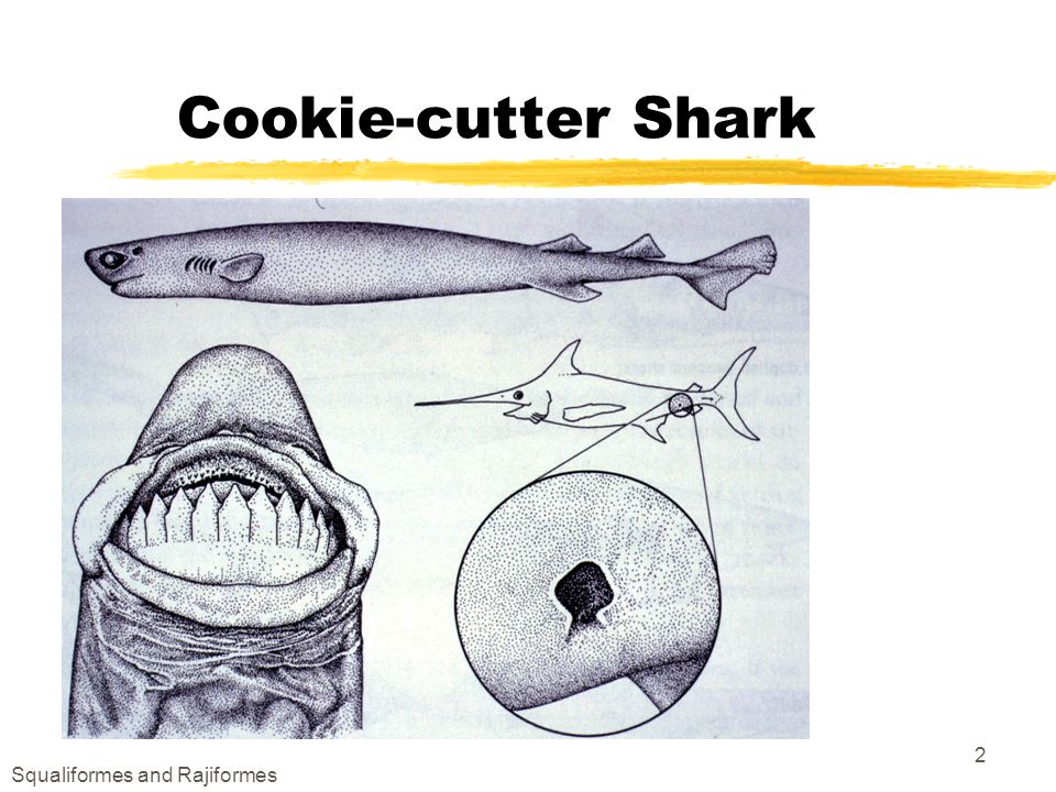 squaliformes and rajiformes 1 order squaliformes zcookie