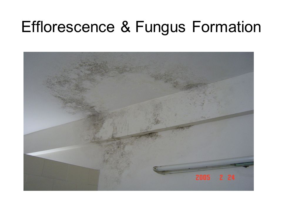 Efflorescence & Fungus Formation