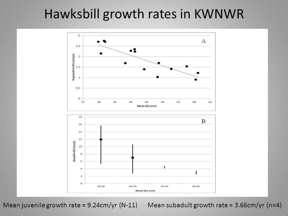 Hawksbill growth rates in KWNWR Mean juvenile growth rate = 9.24cm/yr (N-11) Mean subadult growth rate = 3.66cm/yr (n=4)