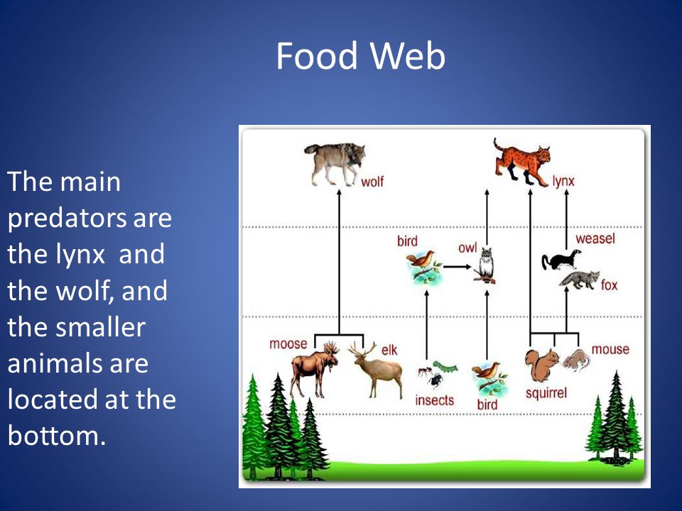 Food Web The main predators are the lynx and the wolf, and the smaller animals are located at the bottom.