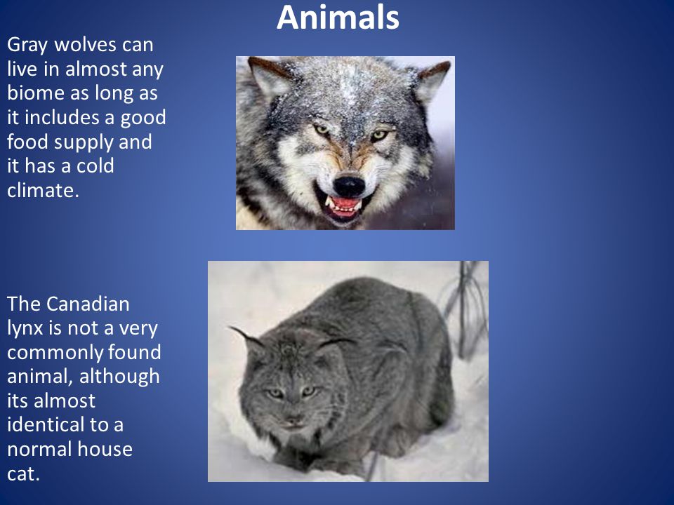 Animals Gray wolves can live in almost any biome as long as it includes a good food supply and it has a cold climate.