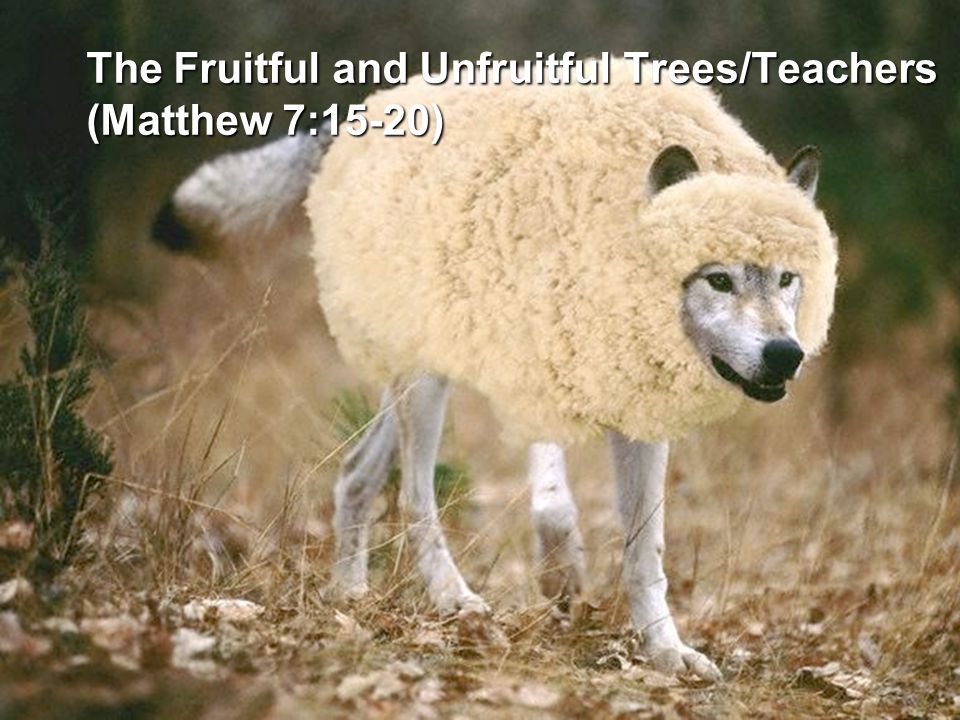 The Fruitful and Unfruitful Trees/Teachers (Matthew 7:15-20)