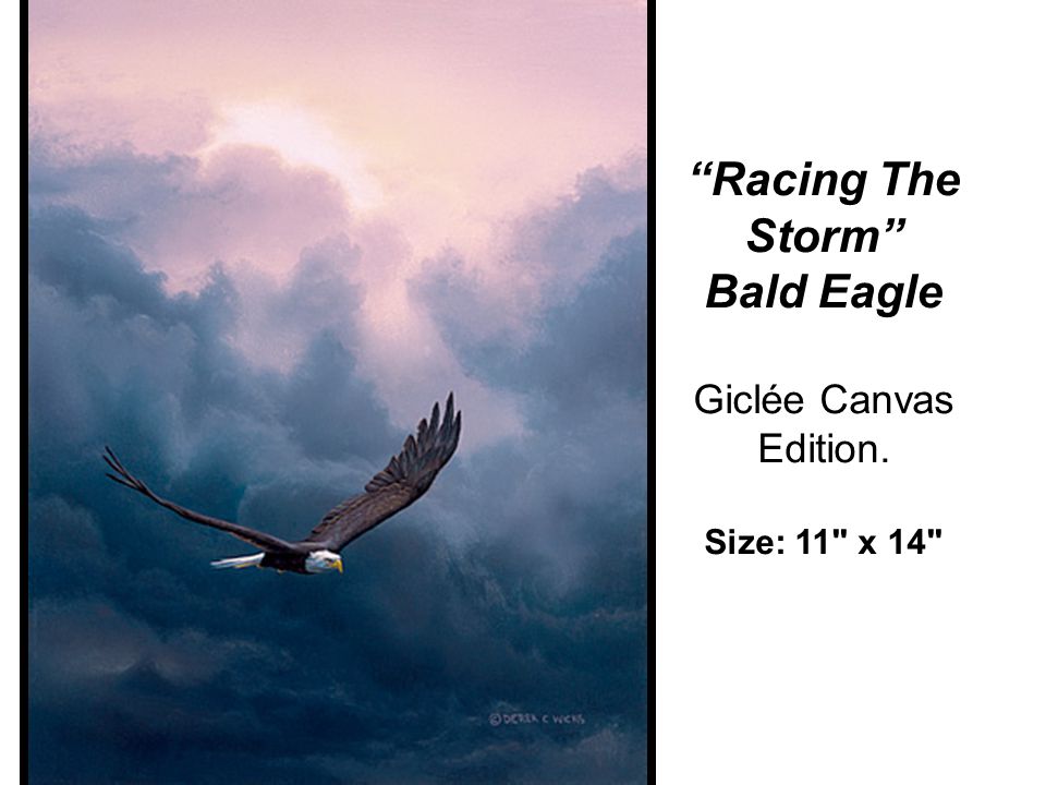 Racing The Storm Bald Eagle Giclée Canvas Edition. Size: 11 x 14