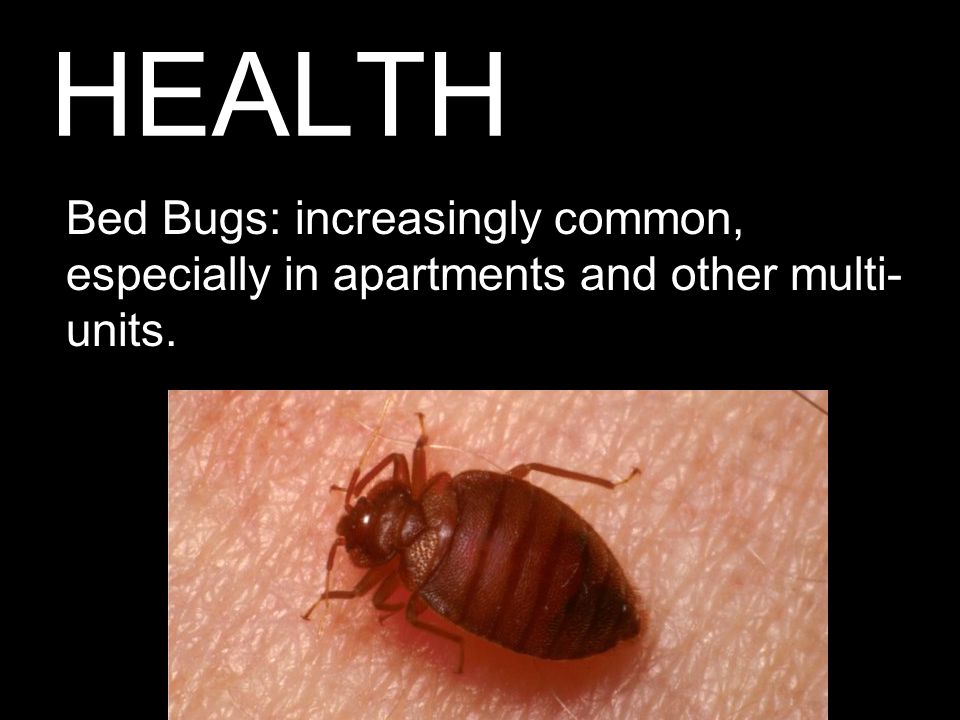 HEALTH Bed Bugs: increasingly common, especially in apartments and other multi- units.