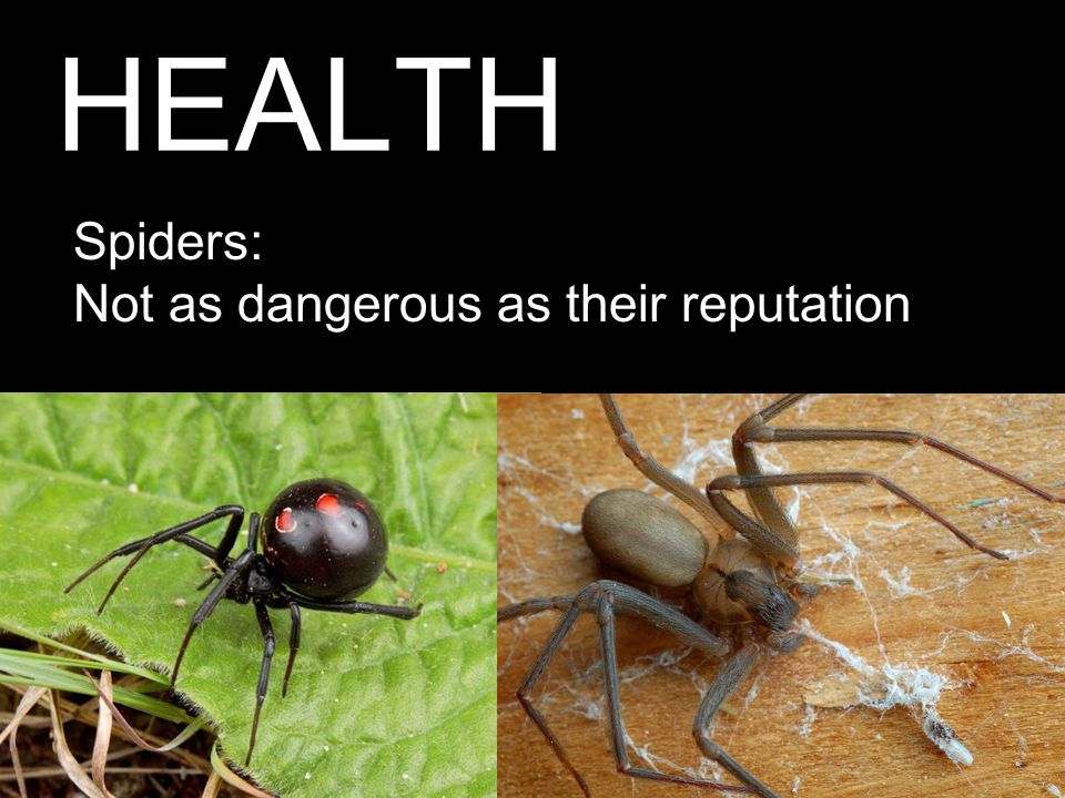 HEALTH Spiders: Not as dangerous as their reputation