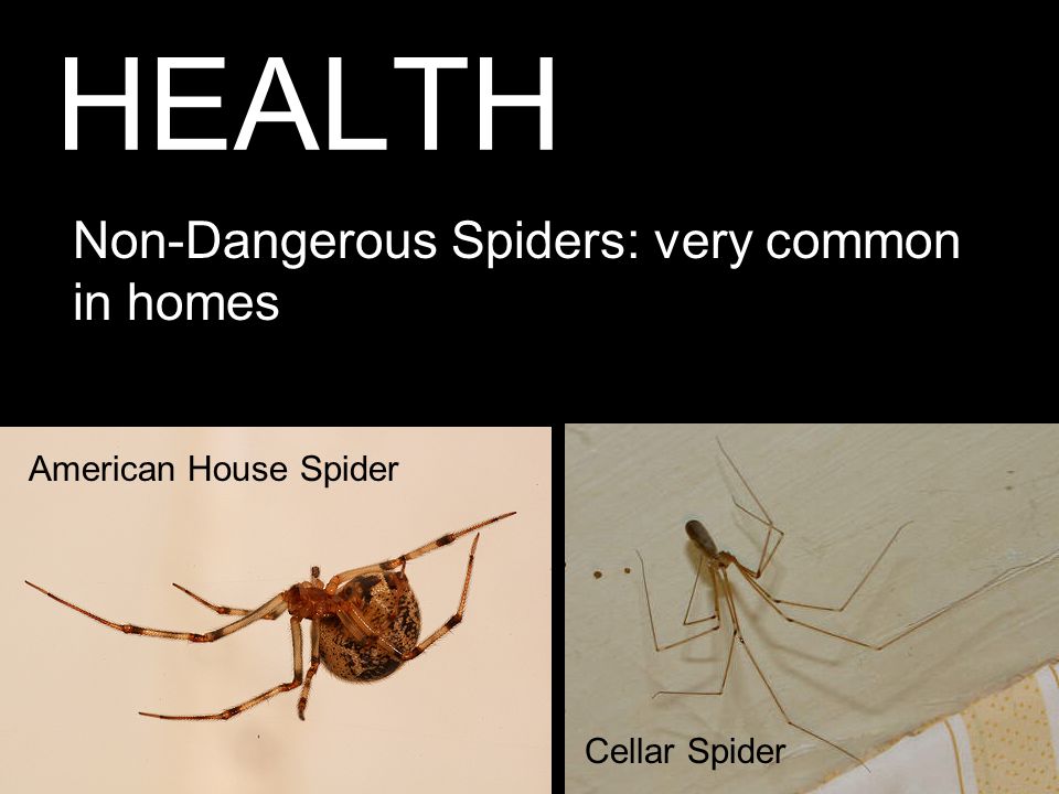 HEALTH Non-Dangerous Spiders: very common in homes American House Spider Cellar Spider