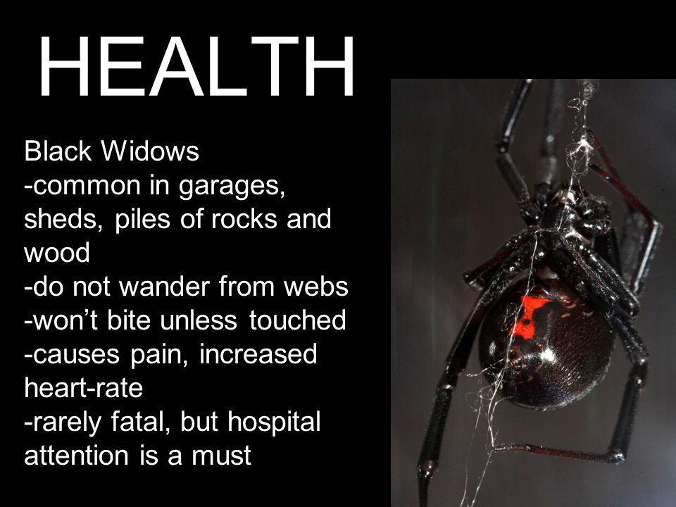 HEALTH Black Widows -common in garages, sheds, piles of rocks and wood -do not wander from webs -won’t bite unless touched -causes pain, increased heart-rate -rarely fatal, but hospital attention is a must