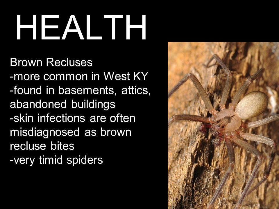 HEALTH Brown Recluses -more common in West KY -found in basements, attics, abandoned buildings -skin infections are often misdiagnosed as brown recluse bites -very timid spiders