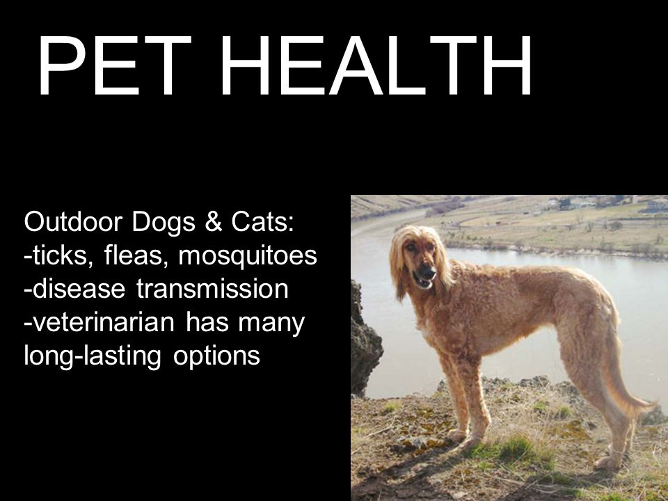 PET HEALTH Outdoor Dogs & Cats: -ticks, fleas, mosquitoes -disease transmission -veterinarian has many long-lasting options