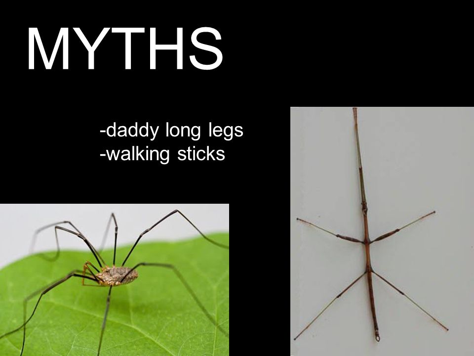 MYTHS -daddy long legs -walking sticks Red Clover MiteHover Fly
