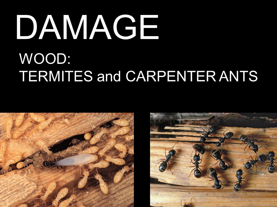 DAMAGE WOOD: TERMITES and CARPENTER ANTS