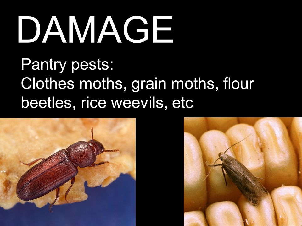 DAMAGE Pantry pests: Clothes moths, grain moths, flour beetles, rice weevils, etc