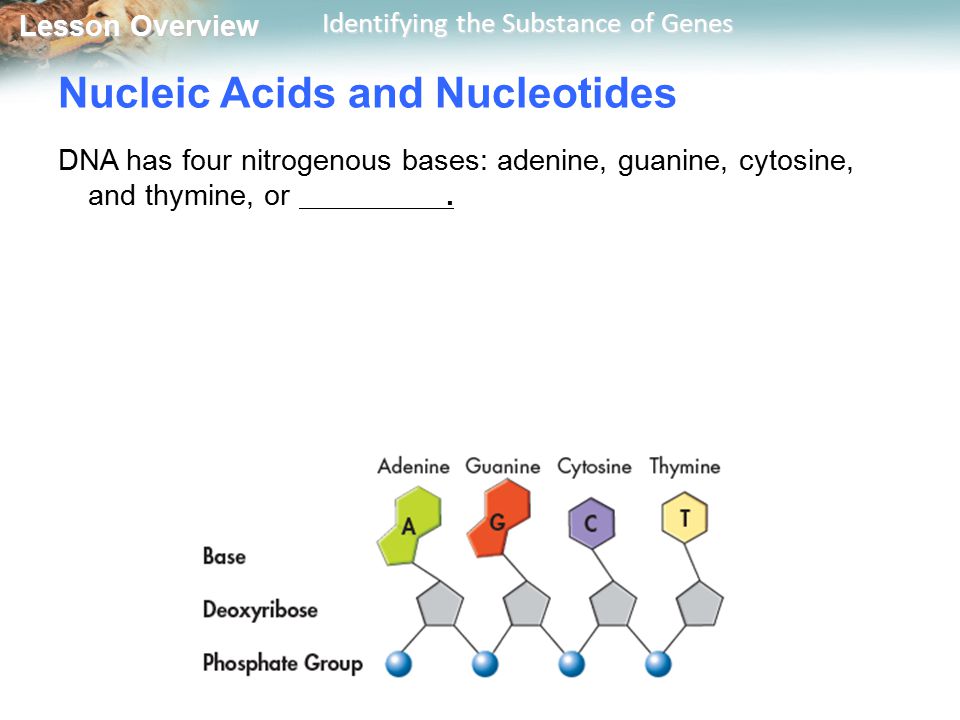 Lesson Overview Lesson Overview Identifying the Substance of Genes Nucleic Acids and Nucleotides DNA has four nitrogenous bases: adenine, guanine, cytosine, and thymine, or.