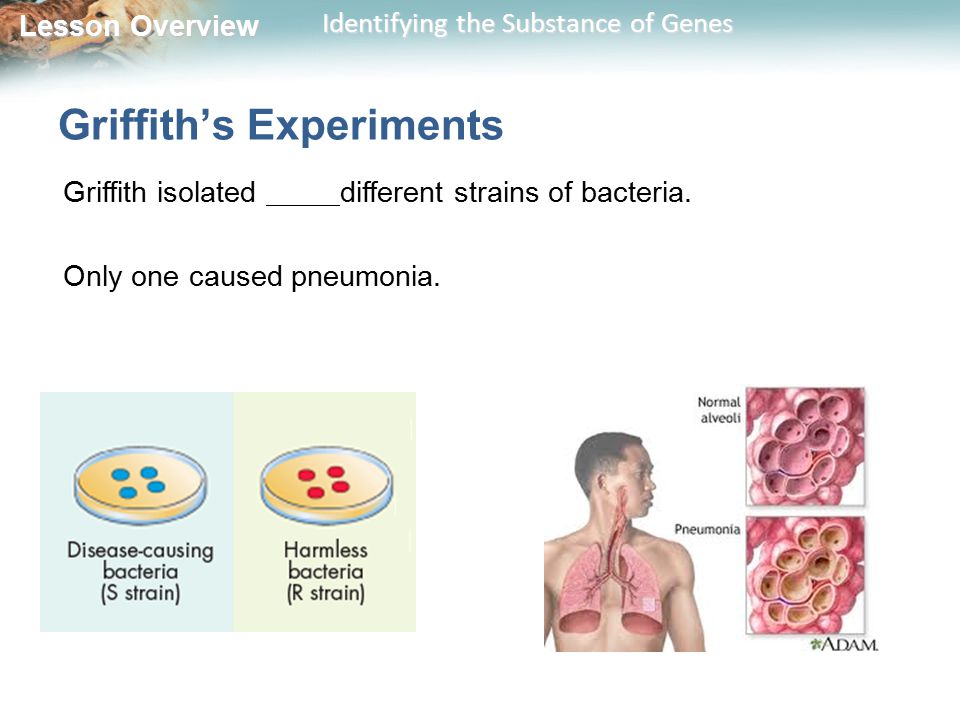Lesson Overview Lesson Overview Identifying the Substance of Genes Griffith’s Experiments Griffith isolated different strains of bacteria.