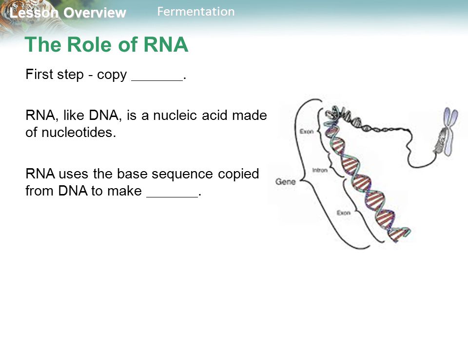 Lesson Overview Lesson OverviewFermentation The Role of RNA First step - copy.
