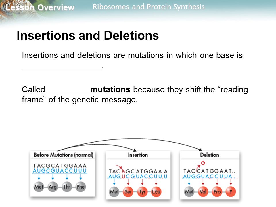 Lesson Overview Lesson Overview Ribosomes and Protein Synthesis Insertions and Deletions Insertions and deletions are mutations in which one base is.