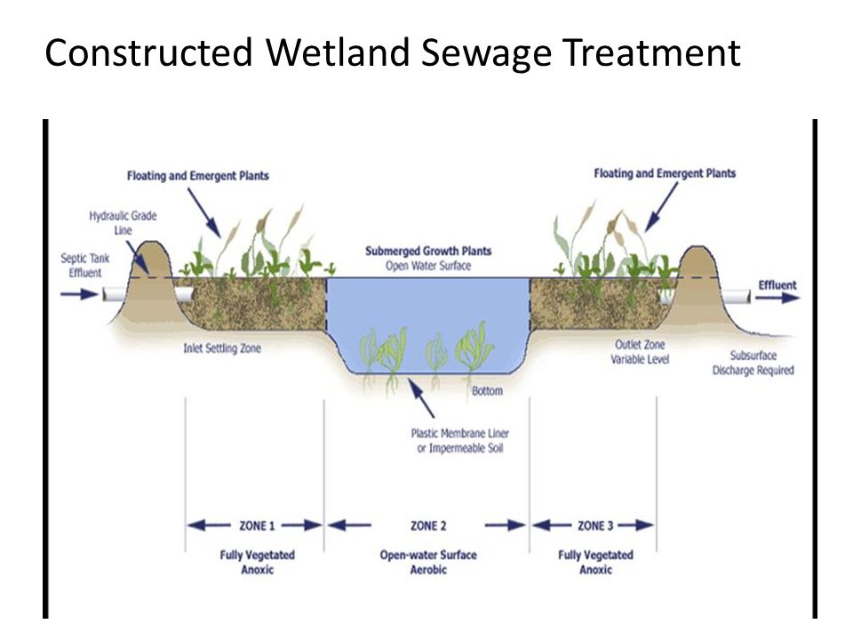 Constructed Wetland Sewage Treatment