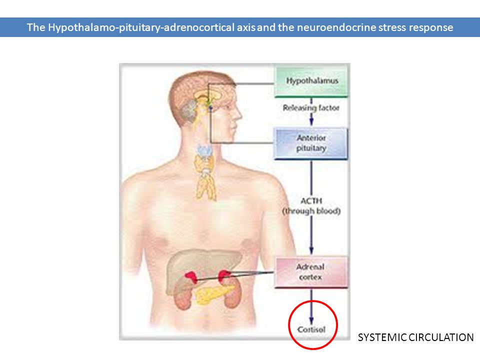 The Hypothalamo-pituitary-adrenocortical axis and the neuroendocrine stress response SYSTEMIC CIRCULATION