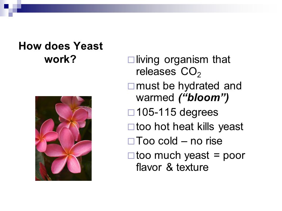 How does Yeast work.