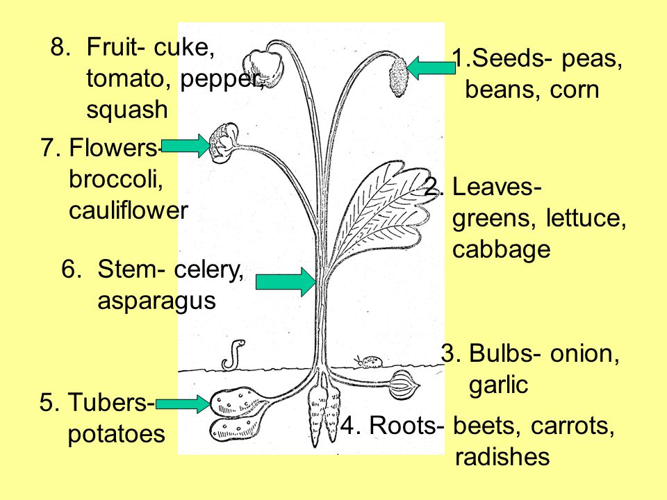 1.Seeds- peas, beans, corn 2. Leaves- greens, lettuce, cabbage 3.
