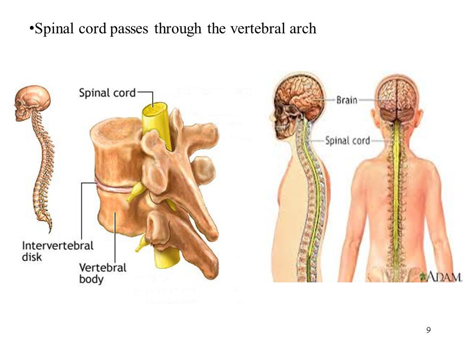 Sponge: Set up Cornell Notes on Topic: 7.3 Vertebral Column Essential  Question: 1.On pg. 60 make a picture bubble map of the spine describing  what each. - ppt download