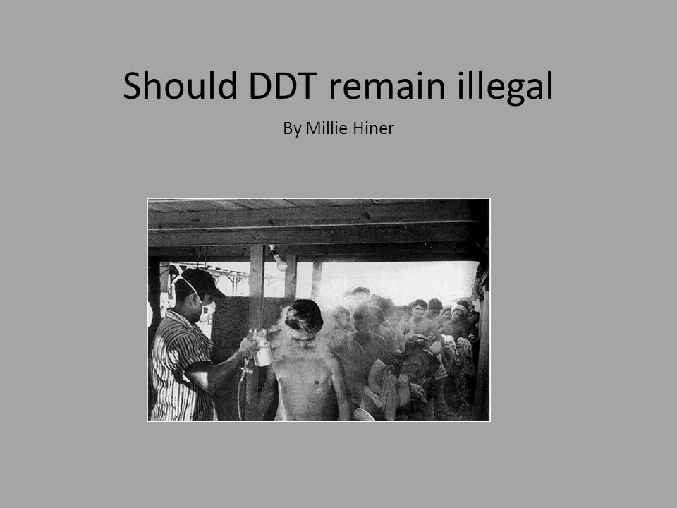 Should DDT remain illegal By Millie Hiner