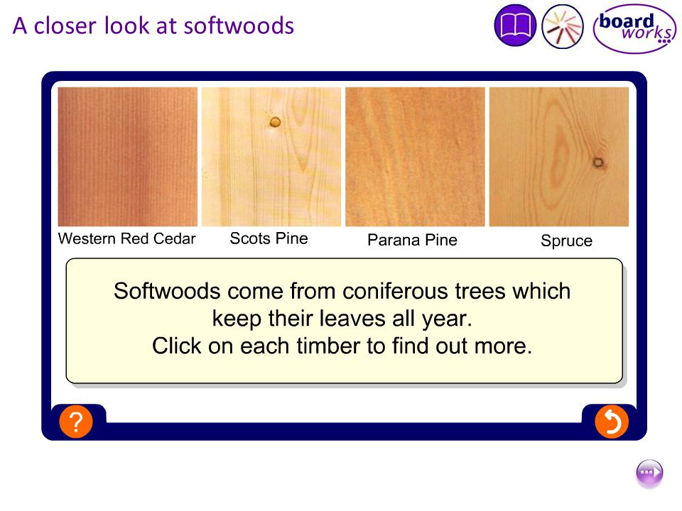 A closer look at softwoods