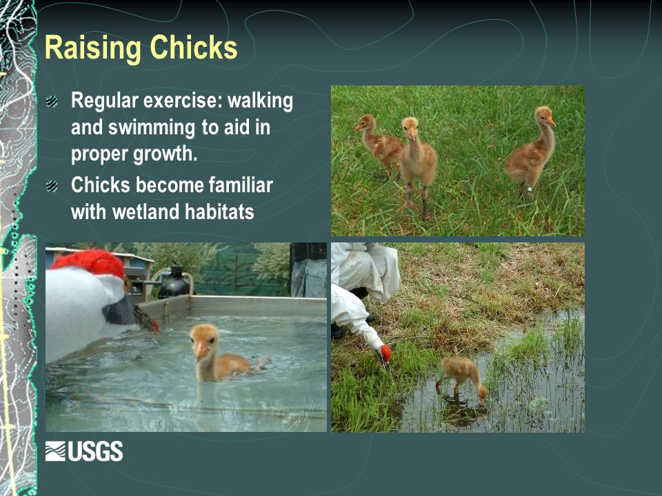 Raising Chicks Regular exercise: walking and swimming to aid in proper growth.