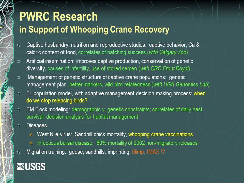 PWRC Research in Support of Whooping Crane Recovery Captive husbandry, nutrition and reproductive studies: captive behavior, Ca & caloric content of food, correlates of hatching success ( with Calgary Zoo ) Artificial insemination: improves captive production, conservation of genetic diversity, causes of infertility, use of stored semen ( with CRC Front Royal ), Management of genetic structure of captive crane populations: genetic management plan, better markers, wild bird relatedness ( with UGA Genomics Lab ) FL population model, with adaptive management decision making process: when do we stop releasing birds.