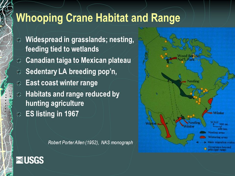 Whooping Crane Habitat and Range Robert Porter Allen (1952), NAS monograph Widespread in grasslands; nesting, feeding tied to wetlands Canadian taiga to Mexican plateau Sedentary LA breeding pop’n, East coast winter range Habitats and range reduced by hunting agriculture ES listing in 1967