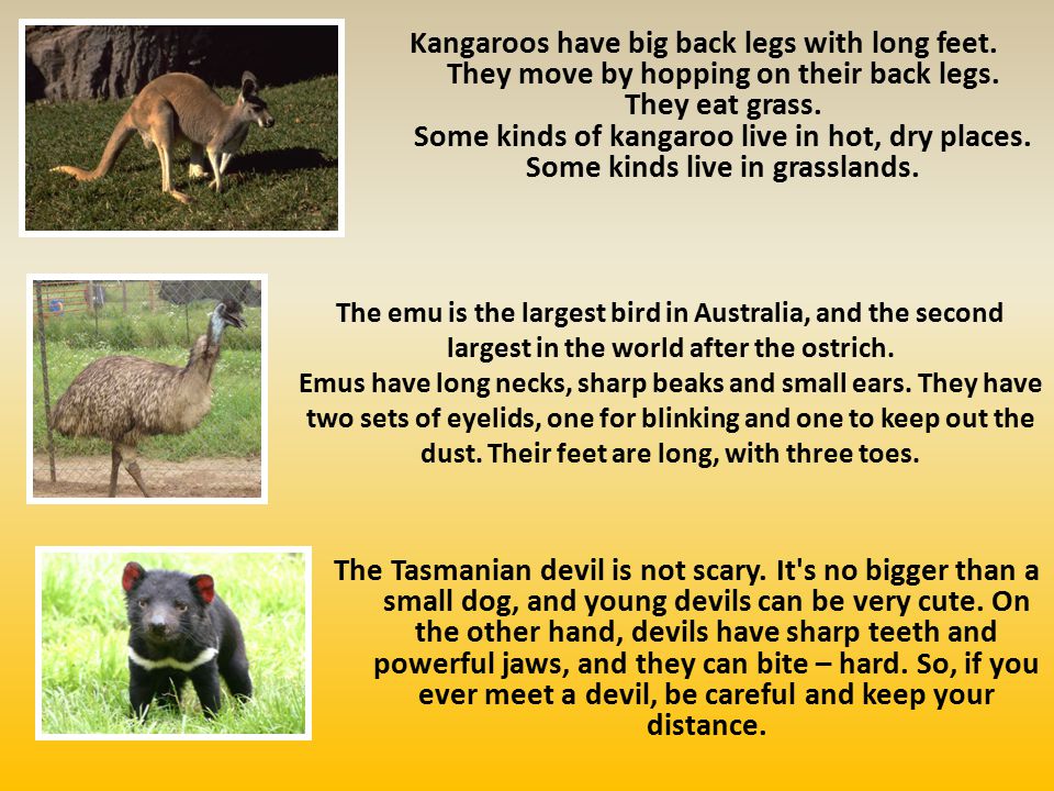 The emu is the largest bird in Australia, and the second largest in the world after the ostrich.