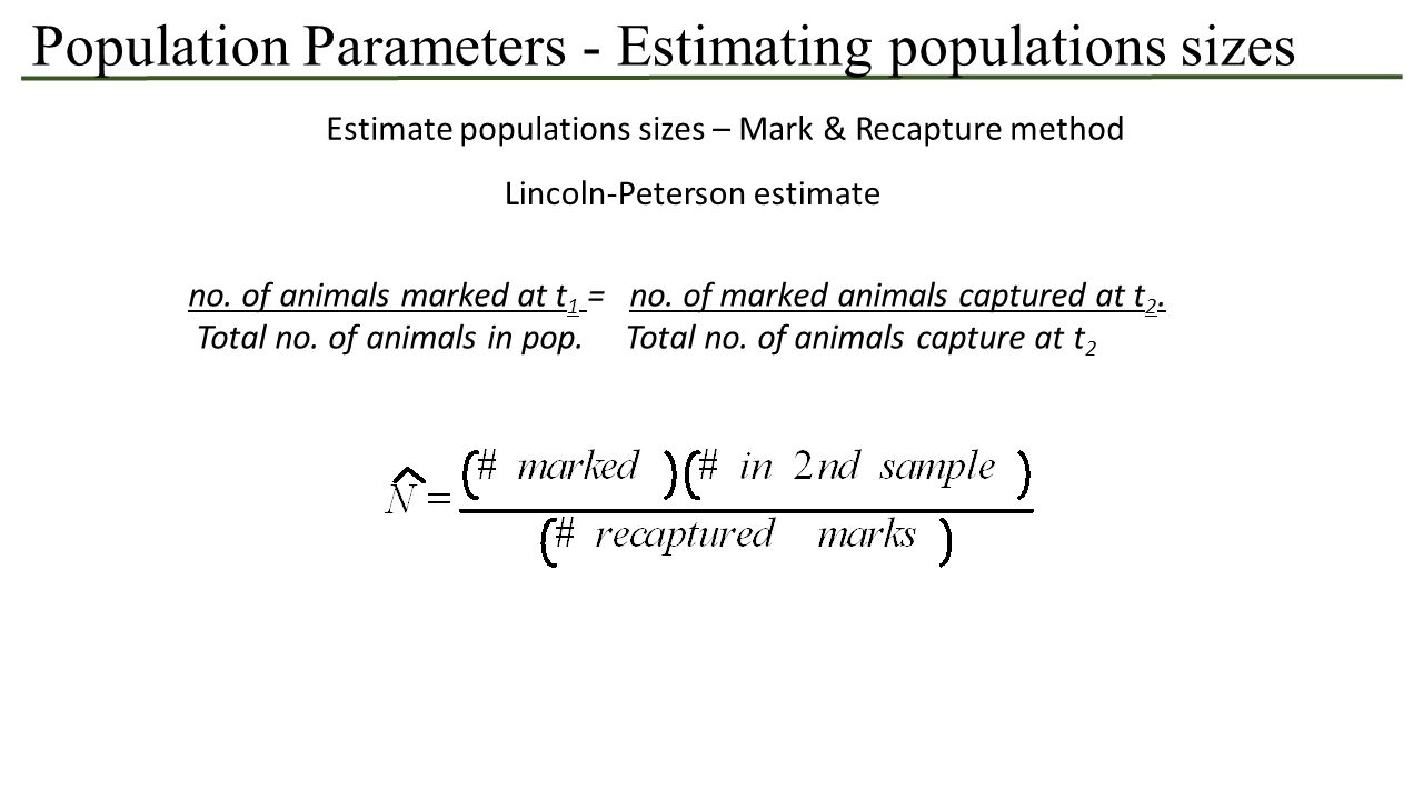 Population Parameters - Estimating populations sizes Estimate populations  sizes – Mark & Recapture method Lincoln-Peterson estimate no. of animals  marked. - ppt download