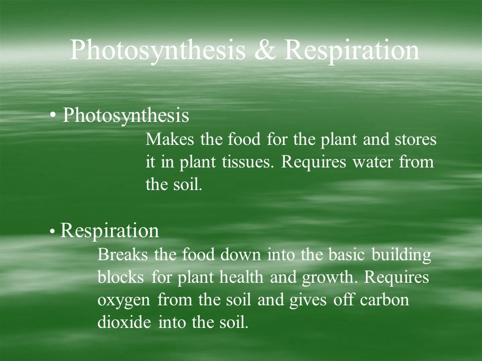Photosynthesis & Respiration Photosynthesis Makes the food for the plant and stores it in plant tissues.