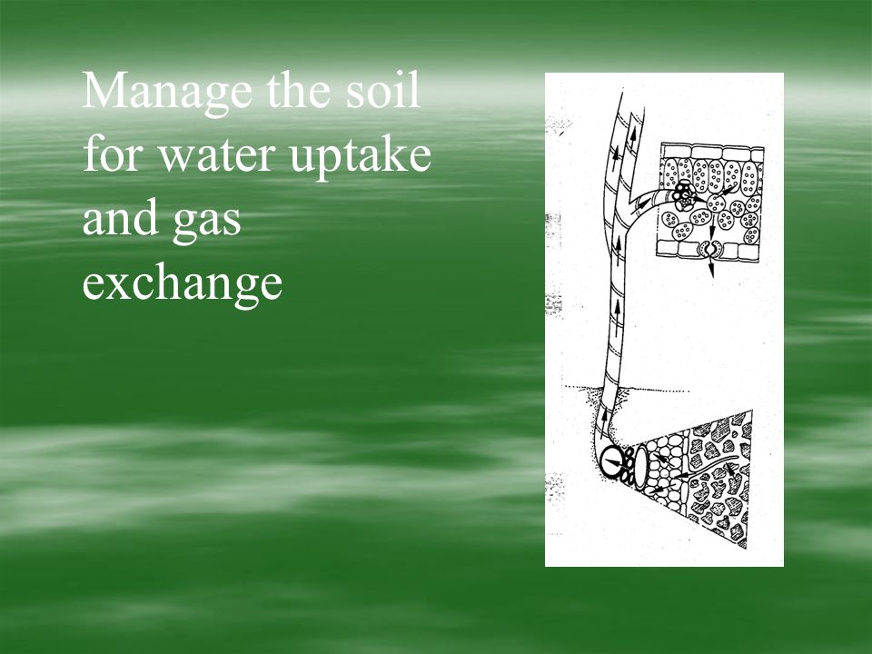 Manage the soil for water uptake and gas exchange