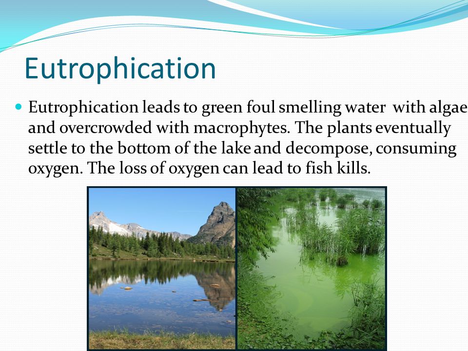 Eutrophication Eutrophication leads to green foul smelling water with algae and overcrowded with macrophytes.