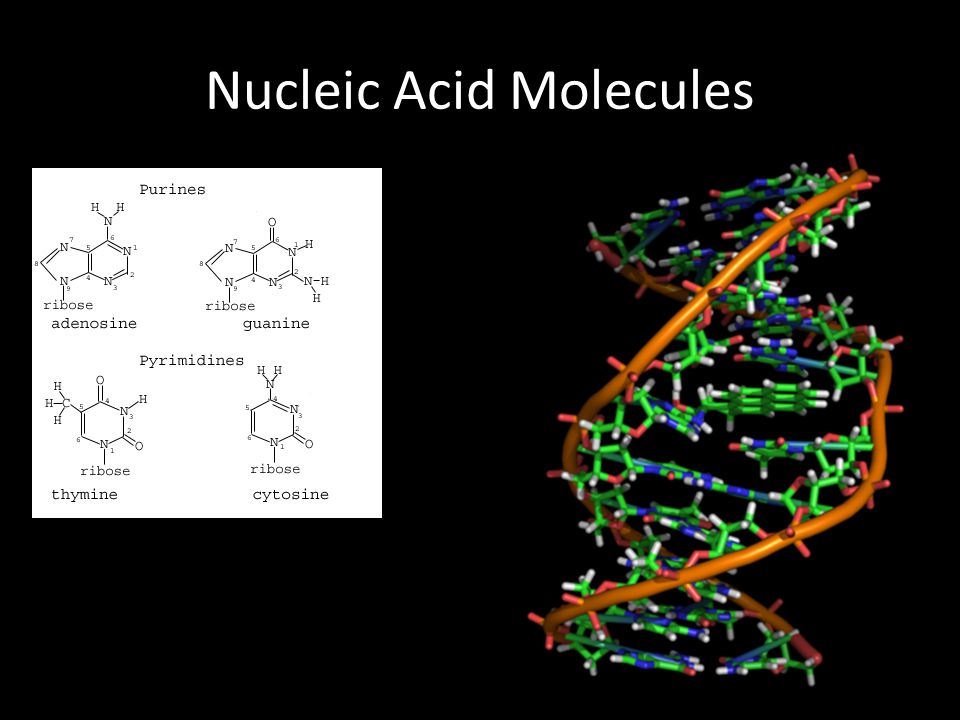 Nucleic Acid Molecules