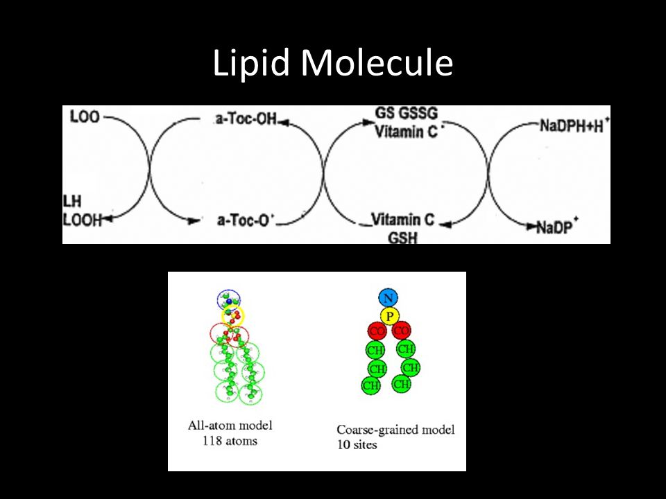 Lipid Molecule