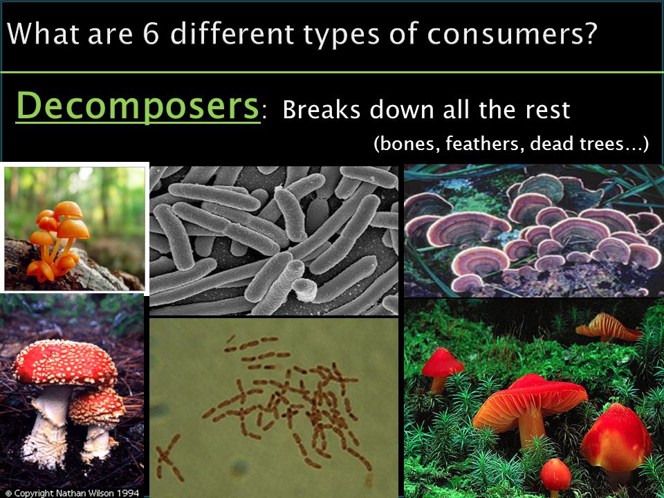 Decomposers : Breaks down all the rest (bones, feathers, dead trees…)