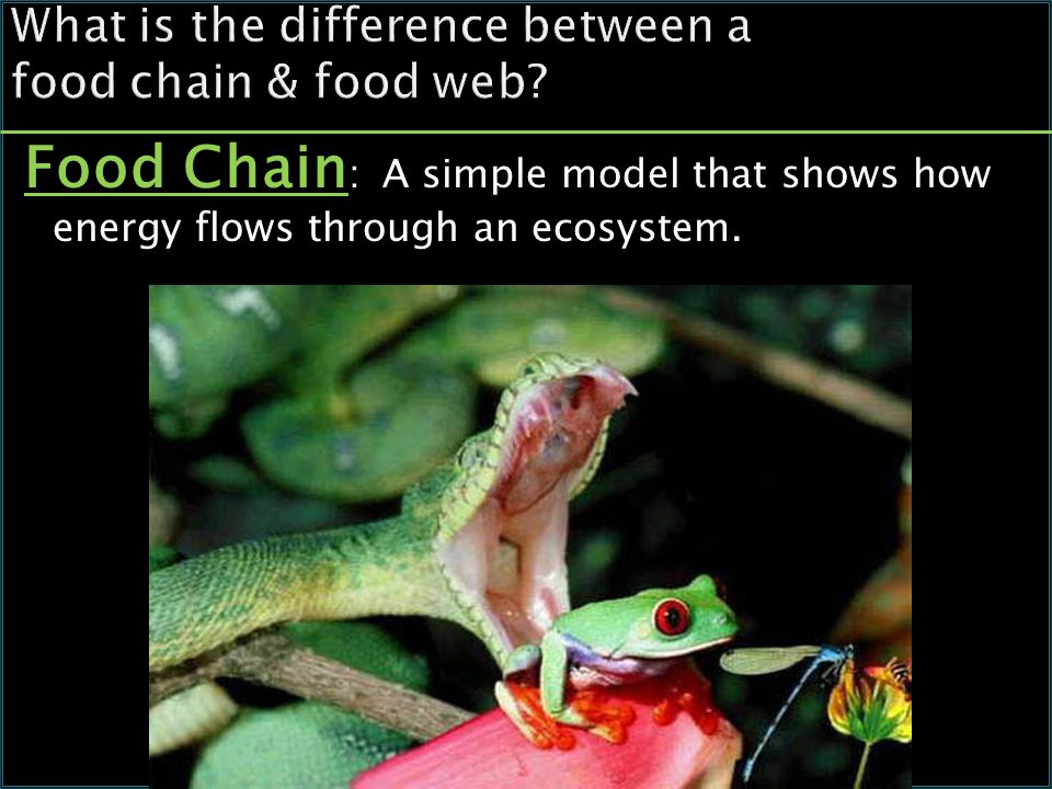 What is the difference between a food chain & food web.