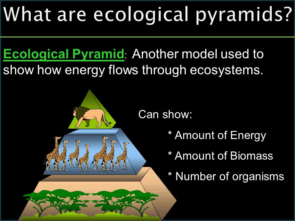 What are ecological pyramids.