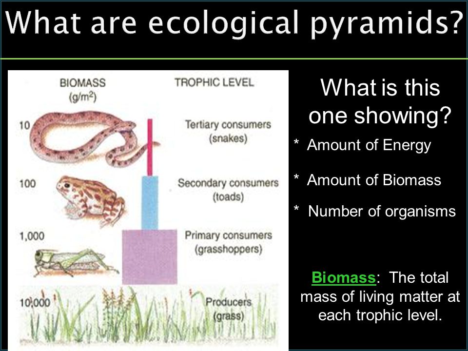 What are ecological pyramids. What is this one showing.
