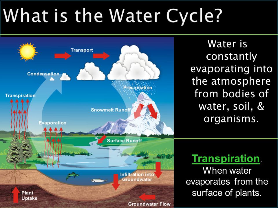 What is the Water Cycle.