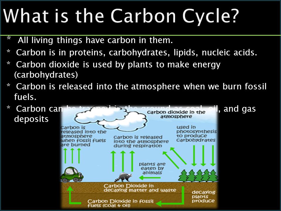 What is the Carbon Cycle. * All living things have carbon in them.