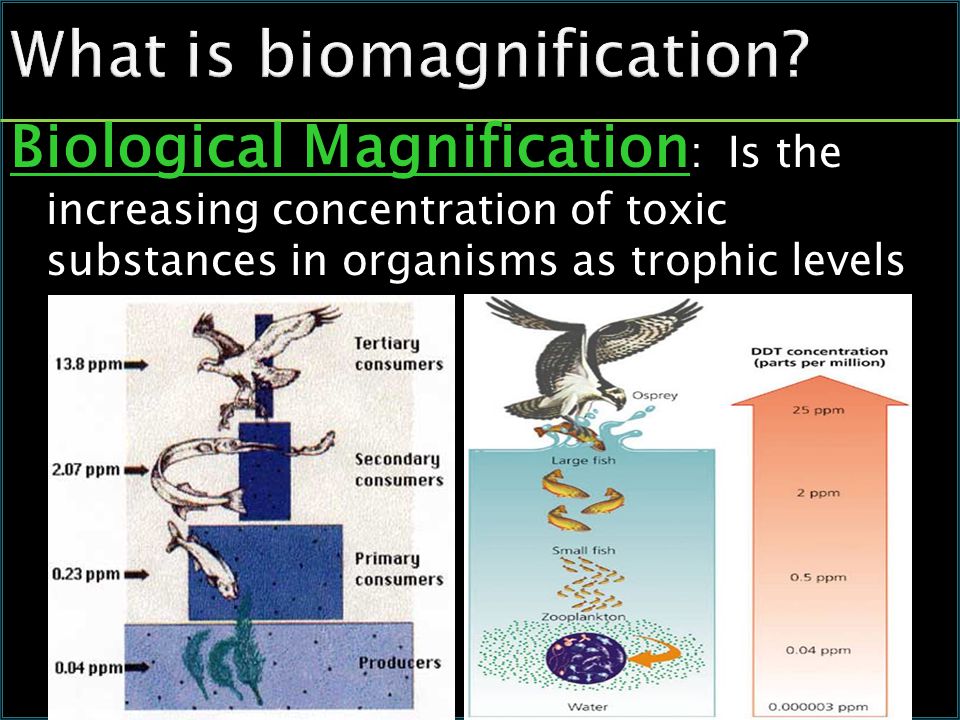 What is biomagnification.