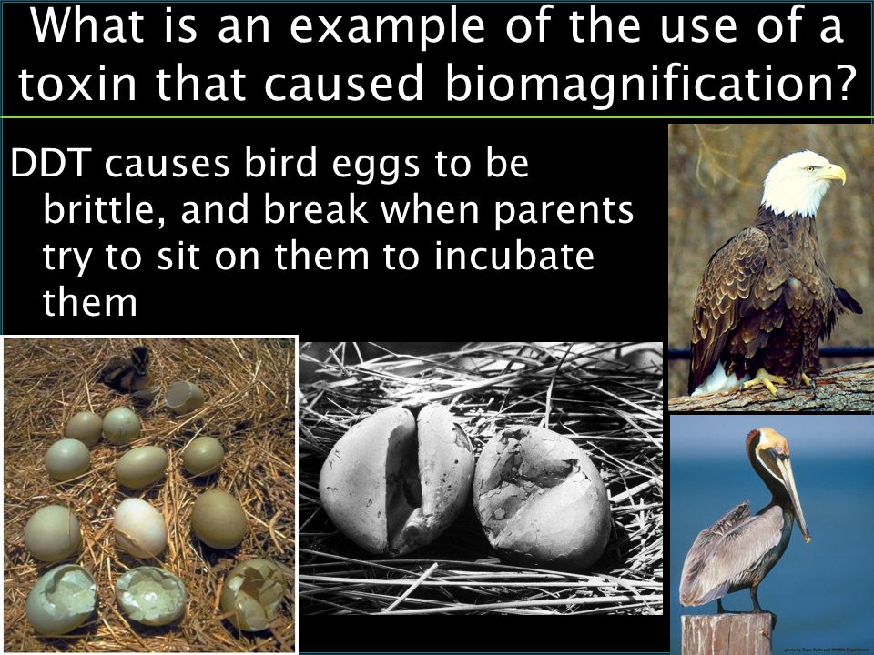 DDT causes bird eggs to be brittle, and break when parents try to sit on them to incubate them What is an example of the use of a toxin that caused biomagnification