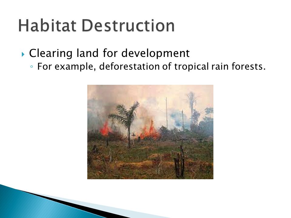  Clearing land for development ◦ For example, deforestation of tropical rain forests.