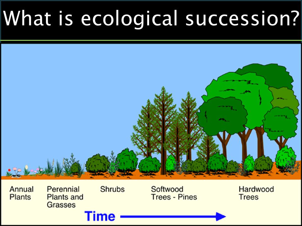 What is ecological succession