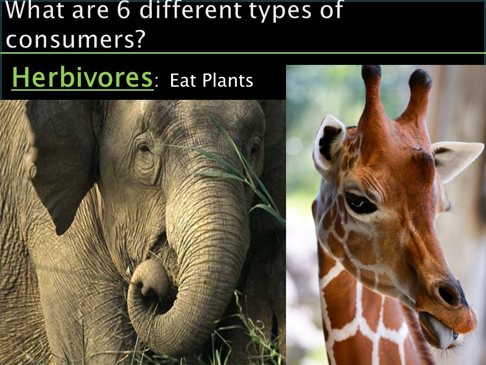 Herbivores : Eat Plants