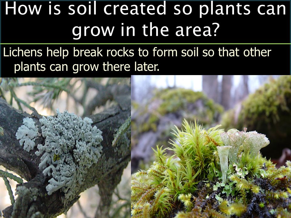 How is soil created so plants can grow in the area.